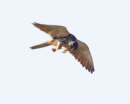 

Aufnameort: Ilkerbruch bei Wolfsburg
Kamera: Canon 1DMarkIV mit EF 600/4 USM plus 1,4 III Extender