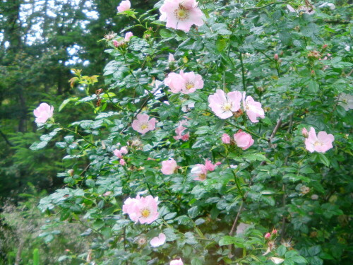 Eine Rose, die gelegentlich in Hecken oder an Waldrändern erblüht.
http://de.wikipedia.org/wiki/Hunds-Rose

Aufnameort: Eiershausen Hirschbergwald Waldrand
Kamera: Medion Digitaler Full-HD-Camcorder mit Touchscreen Medion Life