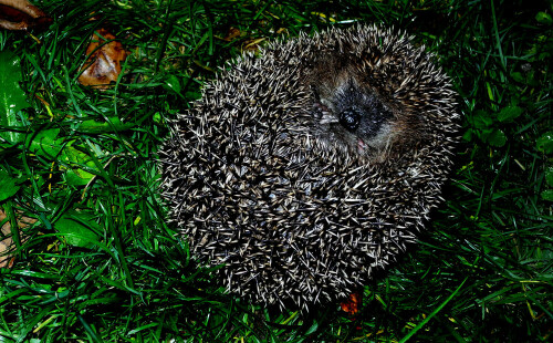 Sich entrollender Igel

Aufnameort: Eigener Garten in Weidenbach (Mittelfranken)
Kamera: Nikon D600