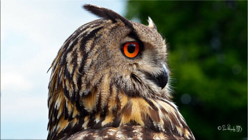 Größte heimische Eule, größer als Bussard. Auffällige Federohren, Augen leuchtend orange. Gefieder braun, dunkel längs und quer gezeichnet. Brust und Bauch etwas heller. Er ist dämmerungs- und nachtaktiv. Er jagt Mäuse, Junghasen, Vögel, Amphibien, Insekten, selten auch Fische.

Aufnameort: Dreifaltigkeitsberg in Spaichingen
Kamera: NIKON D5100