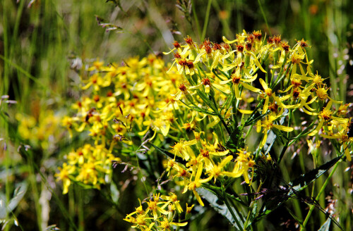 

Aufnameort: Bad Kleinkirchheim
Kamera: Canon 60D