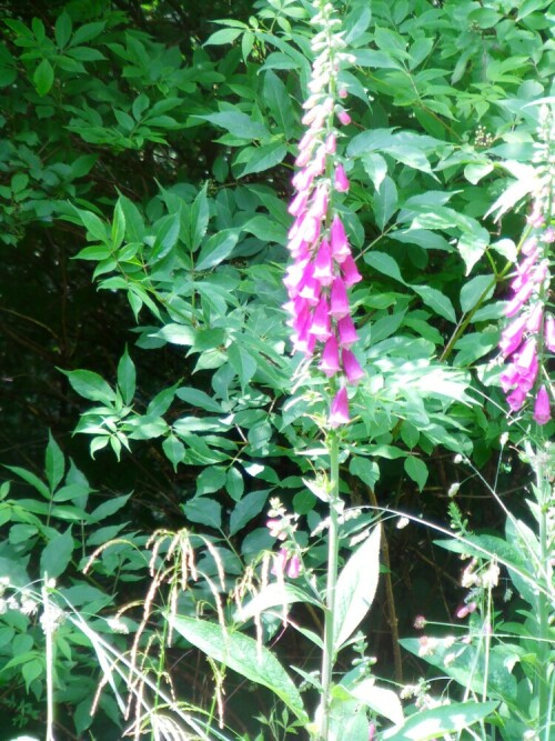 Fingerhut kann an Waldrändern, Böschungen sowie Kahlschlägen im Wald aufwachsen und blühen.
Inhaltsstoffe(Digitalis) wurden zumindest früher und auch manchmal noch heute als Herzmedikament verwendet.
http://de.wikipedia.org/wiki/Roter_Fingerhut

Aufnameort: Eiershausen Hirschbergwald
Kamera: Medion Digitaler Full-HD-Camcorder mit Touchscreen Medion Life