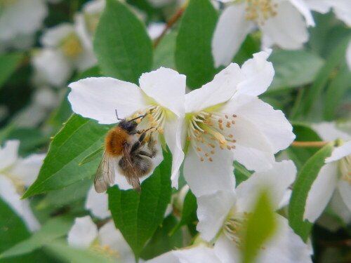 Im Sommer sind sie häufiger als Blütenbesucher neben Bienen und Wespen im Garten zu beobachten.
http://de.wikipedia.org/wiki/Ackerhummel
http://de.wikipedia.org/wiki/Deutzien

Aufnameort: Eiershausen Garten
Kamera: Medion Digitaler Full-HD-Camcorder mit Touchscreen Medion Life