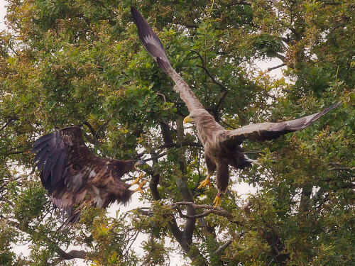 Sommer 2013 im Ilkerbruch. Der dritte erfolgreich aufgezogene Jungvogel des ansässigen Seeadlerpaares zeigt ganz anders als seine Vorgänger ein sehr aggressives aktives Bettelverhalten: Er fliegt in die 200m vor dem NABU-Beobachtungsstand stehende Eiche, dem bevorzugten Ruhe- und Ansitzbaum der Altadler, und verscheucht seine Eltern, hier das Männchen, von seinen Plätzen. Da könnte man manch menschliche Sichtweise unterstellen ...

Aufnameort: Ilkerbruch bei Wolfsburg
Kamera: Canin 1DMarkIV mit EF 600/4 plus 1,4 (III) Extender