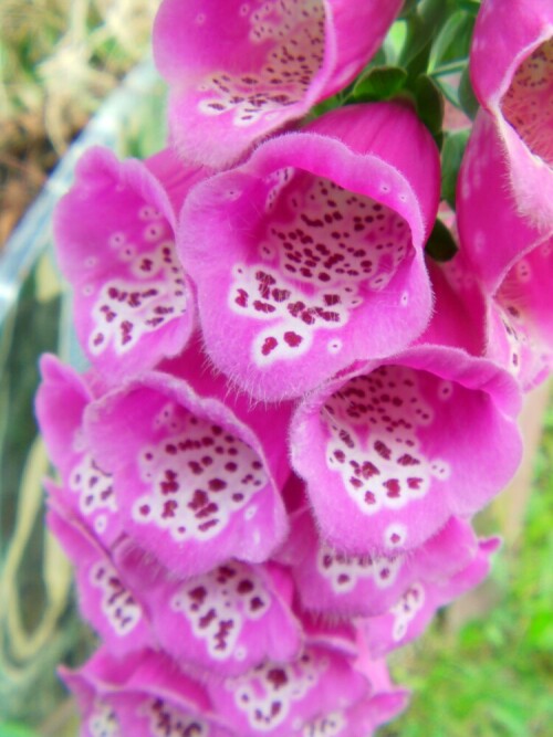 blute-des-roten-fingerhutes-digitalis-purpurea-l-9804.jpeg