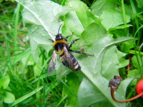 dunkle-erdhummel-bombus-terrestris-l-1758-9788.jpeg