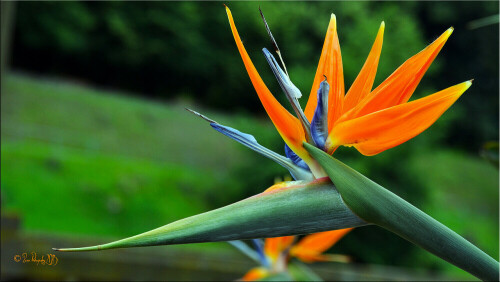 paradiesvogelblume-strelitzia-reginae-12138.jpeg