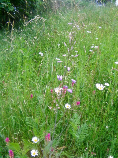 wiesenglockenblume-campanula-p-9872.jpeg