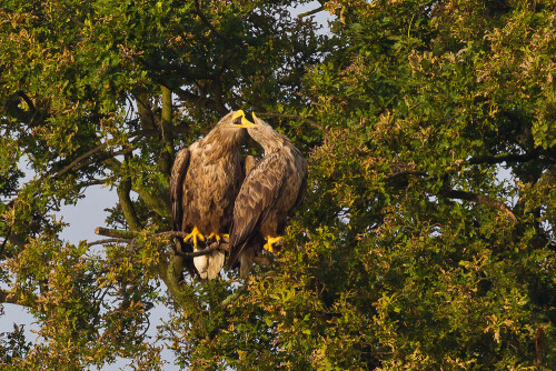 Ilkerbruch im Sommer 2013. Die ansässigen Seeadler, beide sieben jahre alt, links das größere Weibchen und rechts das beringte Männchen, haben ihren dritten Jungvogel ausgebrütet. Der ist jetzt ausgeflogen und wird nach wie vor versorgt. Die Eltern gönnen sich schon mal wieder gemeinsame Ruhepausen in ihrer Lieblingseiche, 200 m vor dem NABU-Beobachtungsstand. Zur Begrüßung, aber auch bei nervigen Besuchen z.B. von Krähen oder Seeschwalben, lassen sie ihr gemeinsames Rufkonzert erklingen.

Aufnameort: Ilkerbruch bei Wolfsburg
Kamera: Canon 1DMarkIV mit EF 600/4 USM plus 1,4 (III) Extender