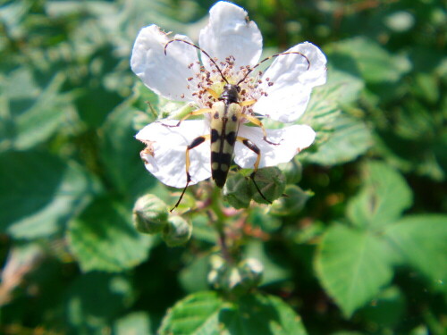 bockkafer-leptura-maculata-9863.jpeg