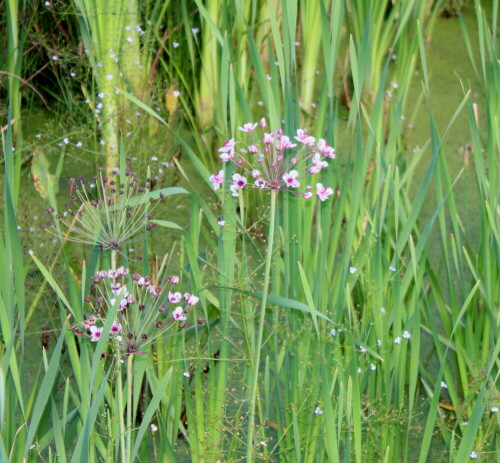 schwanenblume-butomus-umbellatus-l-9618.jpeg