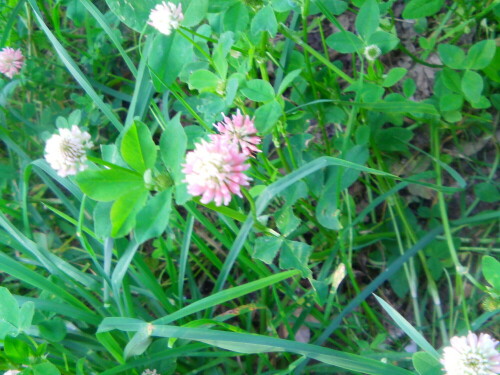 Mittlerer oder Zickzack-Klee(Trifolium medium) kommt auch in Halbtrockenrasen vor. An warmen wie nährstoffreichen Standorten wächst er auf kalkhaltigen oder lehmigen Böden.
http://de.wikipedia.org/wiki/Mittlerer_Klee

Aufnameort: Eiershausen Gemeindewiese
Kamera: Medion Digitaler Full-HD-Camcorder mit Touchscreen Medion Life