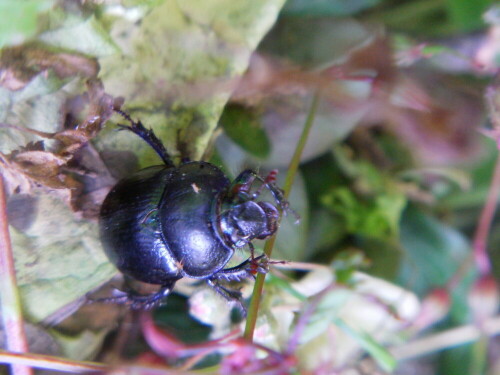 waldmistkafer-anoplotrupes-stercorosus-scriba-1791-9871.jpeg