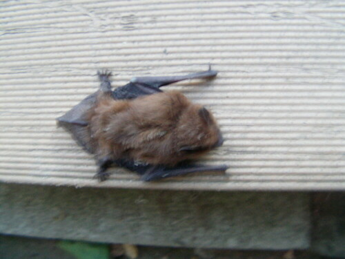 zwergfledermaus-pipistrellus-pipistrellus-schreber-8444.jpeg