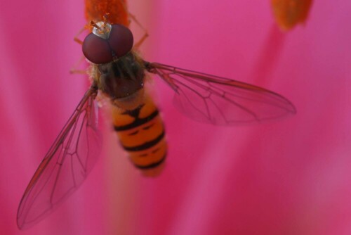 Schwebfliege frisst Lilienpollen

Aufnameort: Schleswig-Holstein
Kamera: Canon EOS 7D