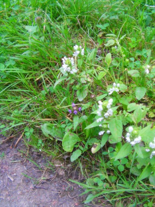 Die Kleine Braunelle blüht im Sommer in Halbtrocken- wie Trittrasen´, ferner auch in Wiesen und Weiden oder an Rändern von Waldwegen. Hier standortsweise blauviolett bzw. weiß blühend.
http://de.wikipedia.org/wiki/Kleine_Braunelle

Aufnameort: Eiershausen Hirschbergwald
Kamera: Medion Digitaler Full-HD-Camcorder mit Touchscreen Medion Life