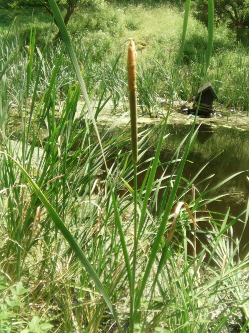 breitblattriger-rohrkolben-typha-latifolia-l-10566.jpeg