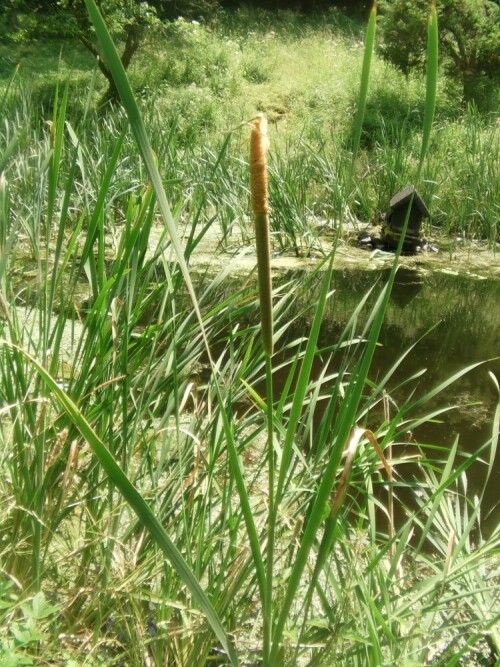 breitblattriger-rohrkolben-typha-latifolia-l-8603.jpeg