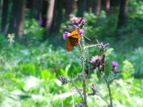 kaisermantel-argynnis-paphia-l-1758-1-8606.jpeg