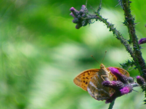 kaisermantel-argynnis-paphia-l-1758-10580.jpeg