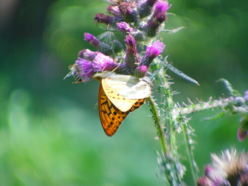 kaisermantel-argynnis-paphia-l-1758-8605.jpeg