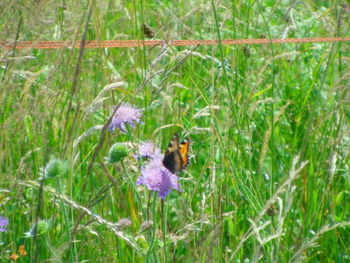 kleiner-fuchs-aglais-urticae-l-1758-10581.jpeg