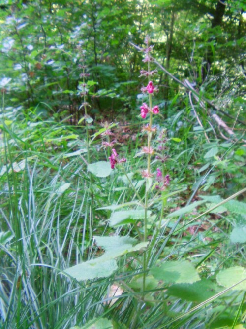 wald-ziest-stachys-sylvatica-l-9900.jpeg