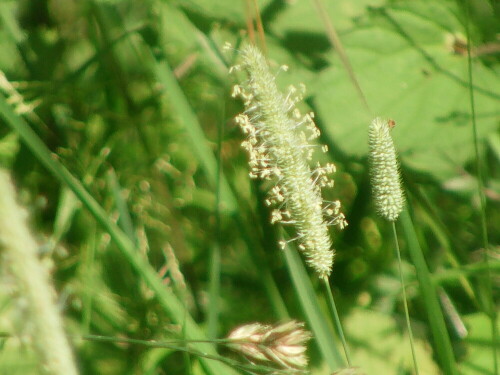 Ein Gras, das ggf. auch mit Hilfe seiner Ähre erkannt werden kann - hier mit Pollen.
http://de.wikipedia.org/wiki/Phleum_pratense

Aufnameort: Eiershausen Hirschbergwald
Kamera: Medion Digitaler Full-HD-Camcorder mit Touchscreen Medion Life