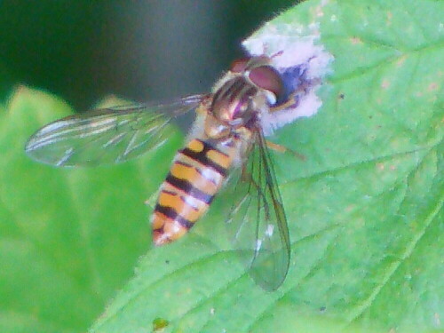 hainschwebfliege-episyrphus-balteatus-de-geer-1776-9895.jpeg