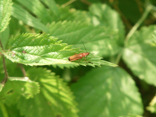 roter-weichkafer-rhagonycha-fulva-scopoli-1763-9886.jpeg