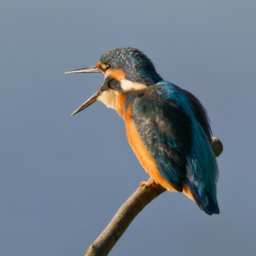 Eisvögel fressen nicht nur kleine Fische, auch Wasserinsekten und deren Larven stehen auf dem Speisezettel. Deren unverdauliche Überreste muss ein Eisvogel von Zeit zu Zeit hochwürgen und ausspucken - wie ein Gewölle bei den Eulen. Gar nicht so einfach ...

Aufnameort: Ilkerbruch bei Wolfsburg
Kamera: Canon 1DMarkIV mit EF 600/4 USM plus 1,4 (III) Extender