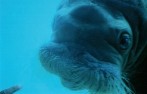 Walross-Weibchen bestaunt Finger eines Besuchers im Zoo - und umgekehrt

Aufnameort: Hagenbecks Tierpark Hamburg
Kamera: Contax 167MT, 17mm, Analog - digitalisiert