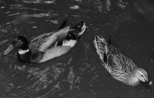 enten-im-teich-8608.jpeg