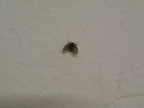 schmetterlingsmucke-psychodidae-9887.jpeg