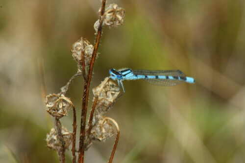 blaue-libelle-17233.jpeg