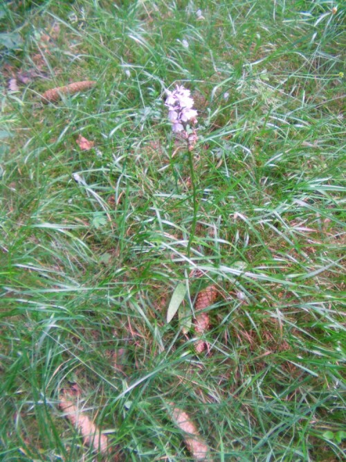 geflecktes-knabenkraut-dactylorhiza-maculata-l-8616.jpeg