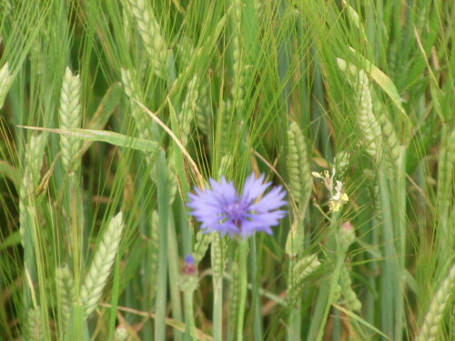 Erfreulicher Anblick bei noch nicht zu sehr intensivierter Landwirtschaft
http://de.wikipedia.org/wiki/Kornblume

Aufnameort: Simmerbach Umgebung
Kamera: Medion Digitaler Full-HD-Camcorder mit Touchscreen