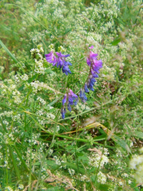 vogel-wicke-vicia-cracca-l-10614.jpeg