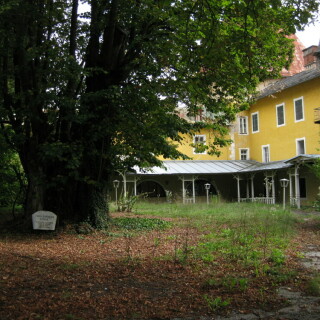 1000-jahrige-linde-in-millstatt-9128