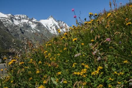 

Aufnameort: österreich tauern
