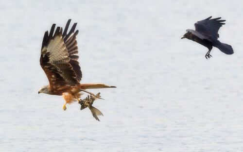 Viel haben die Seeadler von ihrer großen Fischbeute ja wirklich nicht übrig gelassen. Und bei dem kärglichen Rest haben die Krähen das Nachsehen - der Rotmilan schnappt sich ihn und entfliegt.

Aufnameort: Ilkerbruch bei Wolfsburg
Kamera: Canon 1DMarkIV mit EF 600/4 und 1,4x