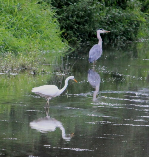 grau-und-silberreiher-9533.jpeg