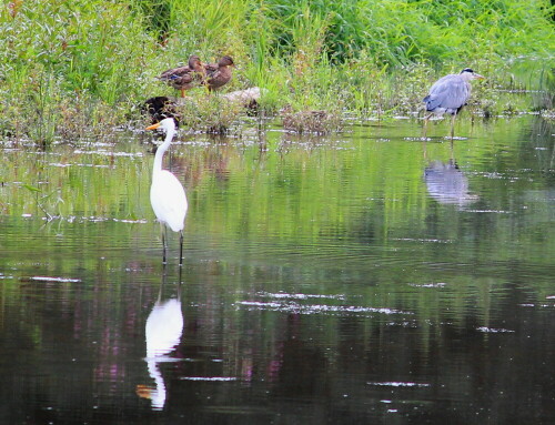 im-ohmtal-bei-colbe-15-09-2013-9261.jpeg