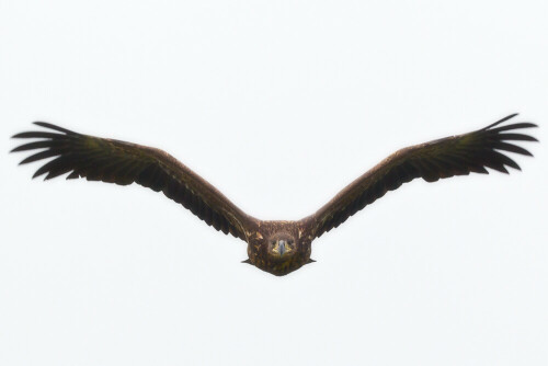 junger-seeadler-ilkerbruch-nr-3-im-direkten-anflug-8678.jpeg