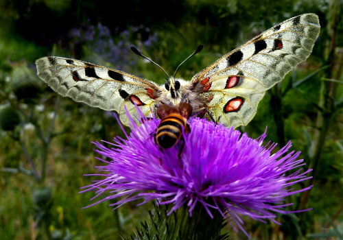 Apollo und Honigbiene im Streit auf Distelkopf.

Aufnameort: Mörnsheim (Altmühlalb)
Kamera: Panasonic DMC-FZ200