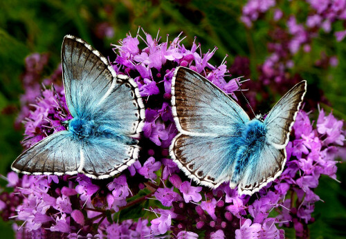 Zwei Blaugrüne Bläulinge auf dem Wilden Majoran (Origanum vulgare).

Aufnameort: Mörnsheim (Altmühlalb)
Kamera: Panasonic DMC-FZ200