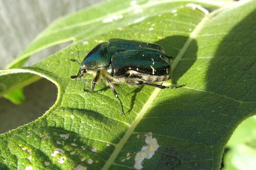 dieser Rosenkäfer saß auf einem Strauch am Straßenrand in Südfrankreich, doch gleich nach dieser Aufnahme flog er davon

Aufnameort: Clermon l' Herault
Kamera: Canon PowerShot SX220 F/4 1/200 Sek ISO 100 5mm