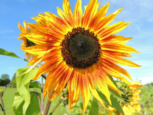 sunflower-im-wildblumenfeld-12695.jpeg