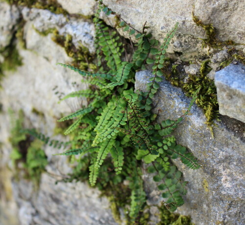 Eines meiner liebsten Mauerblümchen

Aufnameort: Friesach, Kärnten, Burgmauer 23.09.2013
Kamera: Canon EOS 600D, 1/60; 4,5; 35,0mm; ISO 100