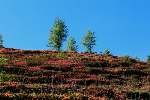 Preiselbeerbüsche färben die Gipfelregionen der sanften Nockberge flammend rot, hier am Hirnkopf in der Region Flattnitz Ende September 2013

Aufnameort: Hirnkopf /Region Flattnitz / Kärnten
Kamera: Canon EOS 600D 1/160; 7,1; 65,0mm; ISO 100